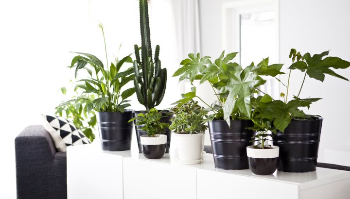 Пет начина да се възползвате от домашните растения